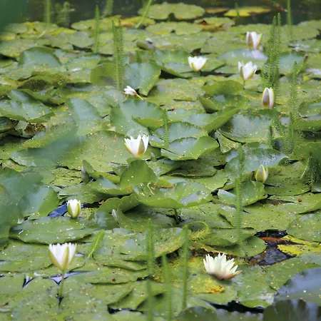 Hotell Jagdhaus Waldidyll Erzgebirge 4*