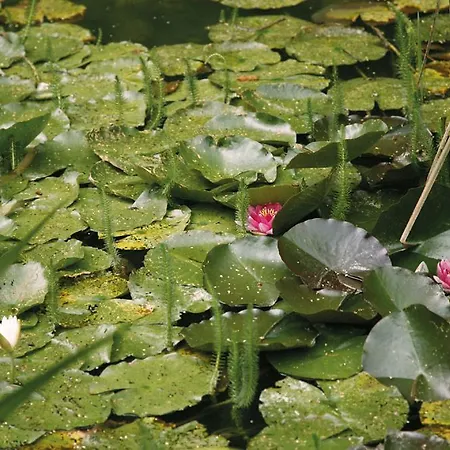 Jagdhaus Waldidyll Erzgebirge 4* Hartenstein (Saxony)